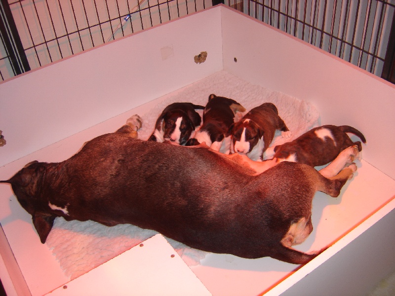 Kahlgazel - Bull Terrier - Portée née le 22/06/2012