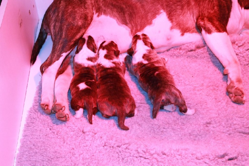 Kahlgazel - Bull Terrier - Portée née le 09/03/2014