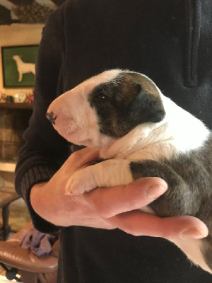 Kahlgazel - Bull Terrier - Portée née le 11/01/2023