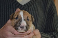 Kahlgazel - Bull Terrier - Portée née le 19/01/2017