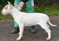 Kahlgazel - Bull Terrier - Portée née le 11/07/2017