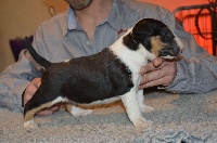 Kahlgazel - Bull Terrier - Portée née le 07/03/2016