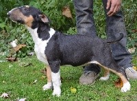Kahlgazel - Bull Terrier - Portée née le 11/07/2017