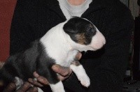 Kahlgazel - Bull Terrier - Portée née le 19/02/2018