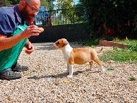 Kahlgazel - Bull Terrier - Portée née le 19/06/2020