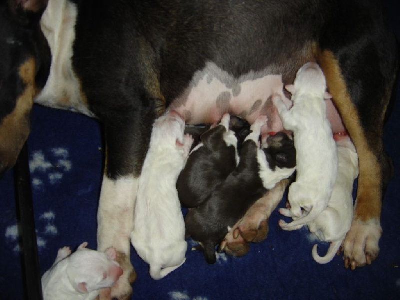 Kahlgazel - Bull Terrier - Portée née le 20/10/2014