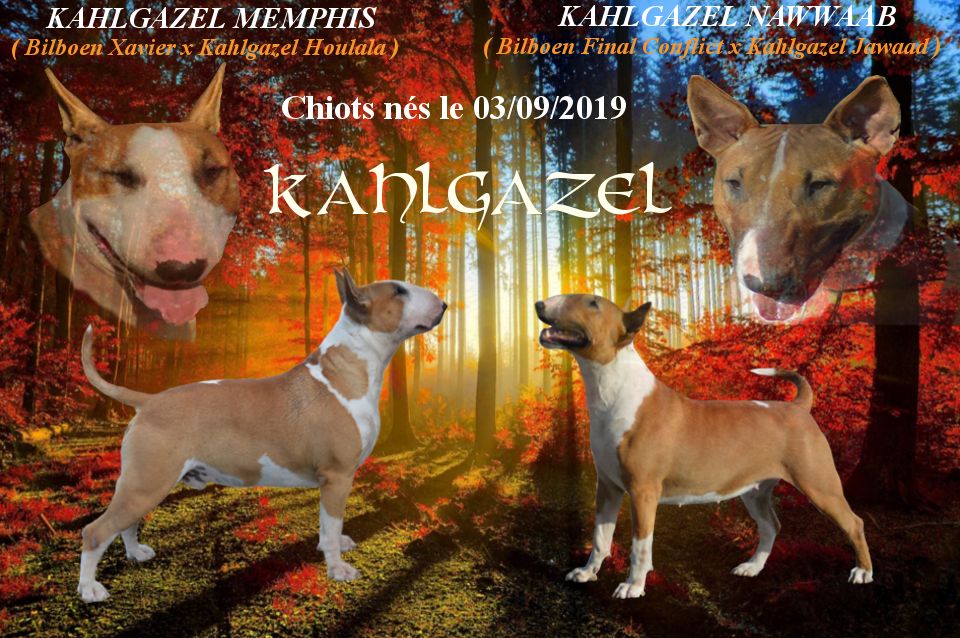 Kahlgazel - Bull Terrier - Portée née le 03/09/2019