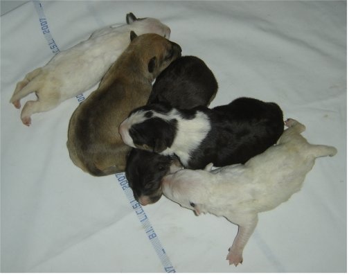 Kahlgazel - Bull Terrier - Portée née le 07/05/2010