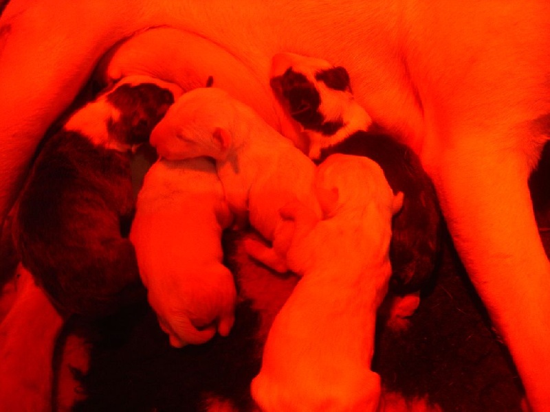 Kahlgazel - Bull Terrier - Portée née le 26/02/2015