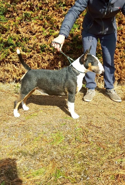 Kahlgazel Lilo la bomba