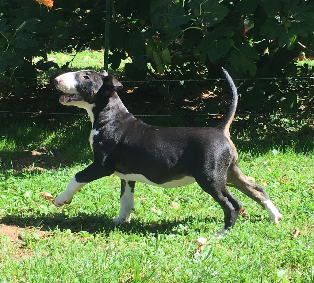 Kahlgazel - Chiots disponibles - Bull Terrier