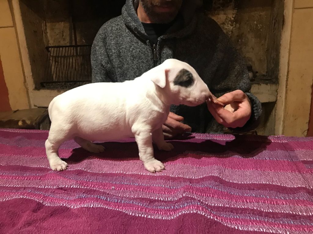 Kahlgazel - Bull Terrier - Portée née le 11/01/2023